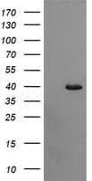 CDC123 Antibody (clone OTI3E8)