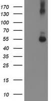 SHPK / CARKL Antibody (clone OTI1D1)