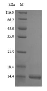 Human vpx Protein (Recombinant 6His, N-terminus)