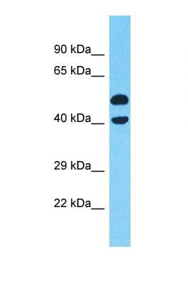 XRG8 / XKR8 Antibody (aa323-372)