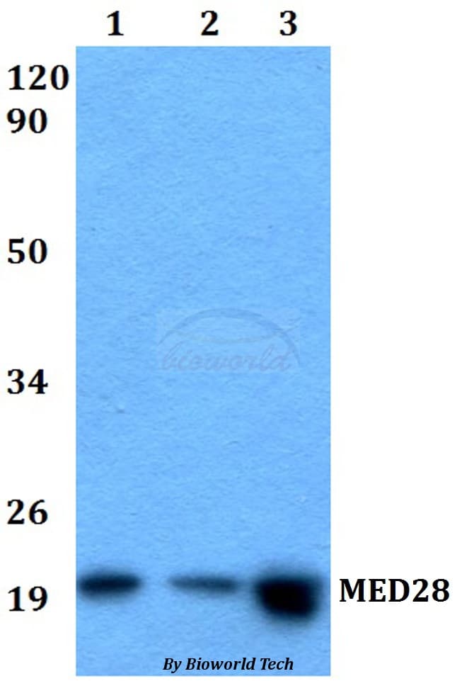 MED28 / Magicin Antibody