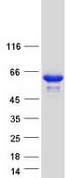 Human RXTA / RXR-Alpha Protein (Recombinant Myc-DDK (Flag))