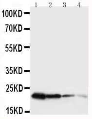 GH / Growth Hormone Antibody (aa27-216)