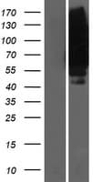 Human SLC19A1 Protein (Over-Expression Lysate Myc-DDK (Flag))