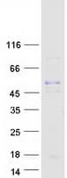 Human CCL18 / PARC Protein (Recombinant Myc-DDK (Flag))