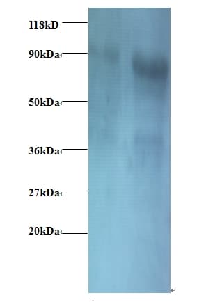 EIF3I / EIF3S2 Antibody (HRP)