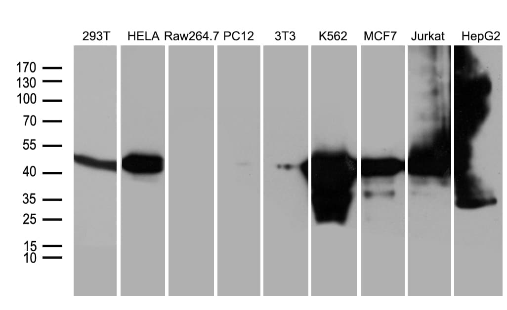WDR77 / MEP50 Antibody (aa1-250, clone OTI5E9)
