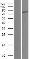 Human SHOOTIN1 / KIAA1598 Protein (Over-Expression Lysate Myc-DDK (Flag))