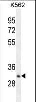 OR52A1 Antibody (aa248-276)