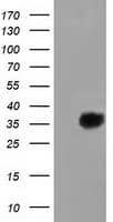 FAM84B Antibody (clone OTI3F12)