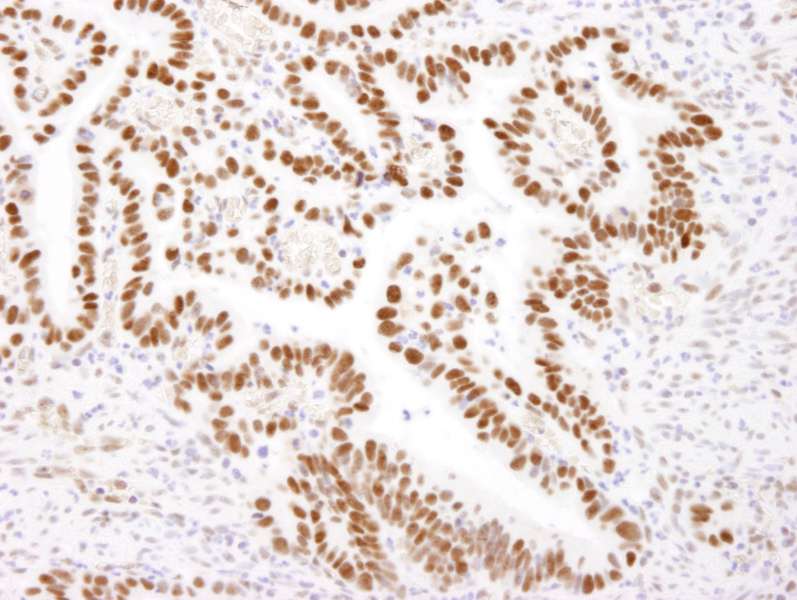 NCL / Nucleolin Antibody (aa525-575)