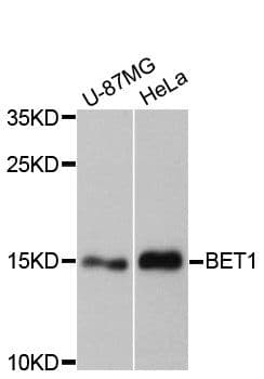 BET1 Antibody