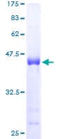 Human SPRR3 Protein (Recombinant GST)