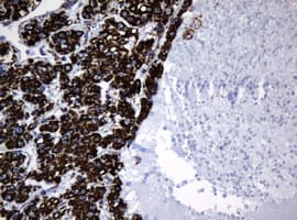 HSPD1 / HSP60 Antibody (clone OTI6F11, Carrier-free)