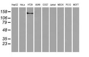 L1CAM Antibody (clone OTI2A6, Carrier-free)