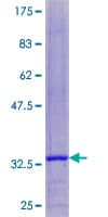 Human COX8A Protein (Recombinant GST)