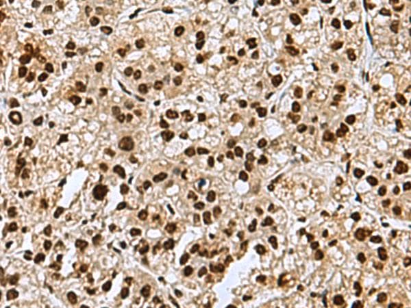 MYEF2 Antibody