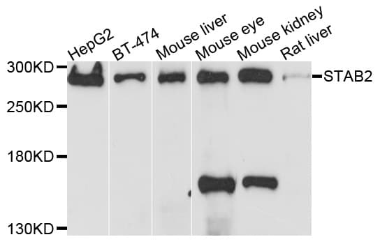 STAB2 / HARE Antibody