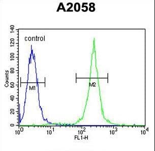 CNN3 Antibody (aa7-34)
