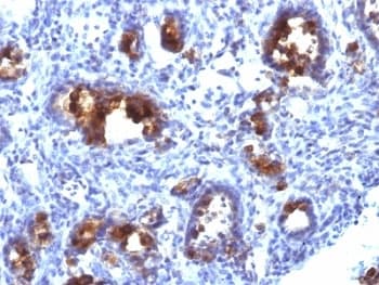MUC3A Antibody (Tandem Repeat, clone MUC3/1154)