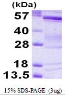 Human BAIAP2 / IRSP53 Protein (Recombinant His)