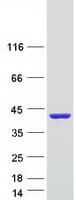 Human CAB39L Protein (Recombinant Myc-DDK (Flag))