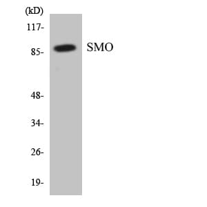 SMO / Smoothened Antibody (aa58-107)
