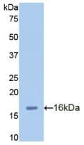MIP2 / GRO2 / CXCL2 Antibody (aa34-107)