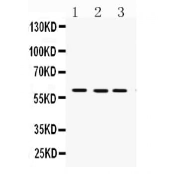 FMO3 Antibody (aa404-433)