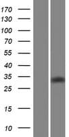 LRTOMT Protein (Over-Expression Lysate Myc-DDK (Flag))