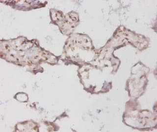 BMP3 Antibody