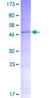 Human TMEM189 Protein (Recombinant GST)