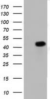 PAICS / ADE2 Antibody (clone OTI8A1)