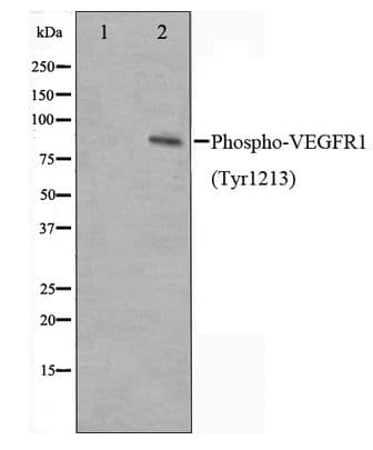 Polyclonal Rabbit anti-Human FLT1 / VEGFR1 Antibody (phospho-Tyr1213, WB)