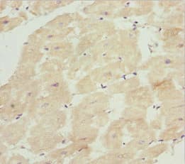INPP4A Antibody