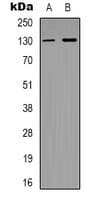 MED23 / SUR2 Antibody (N-Terminus)