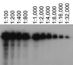 ABCA7 Antibody (clone 7A1-144, DY488)