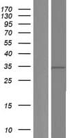 THOC6 Protein (Over-Expression Lysate Myc-DDK (Flag))