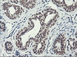 ERCC1 Antibody (clone 2.00E+12, Carrier-free)