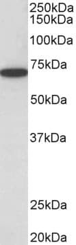 Polyclonal Goat anti-Human HDAC1 Antibody (aa469-480, IF, WB)