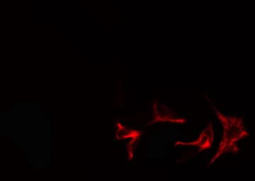 AKT1S1 / PRAS40 Antibody