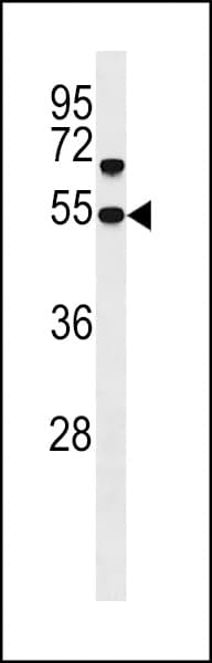 SNX30 Antibody (aa346-374)
