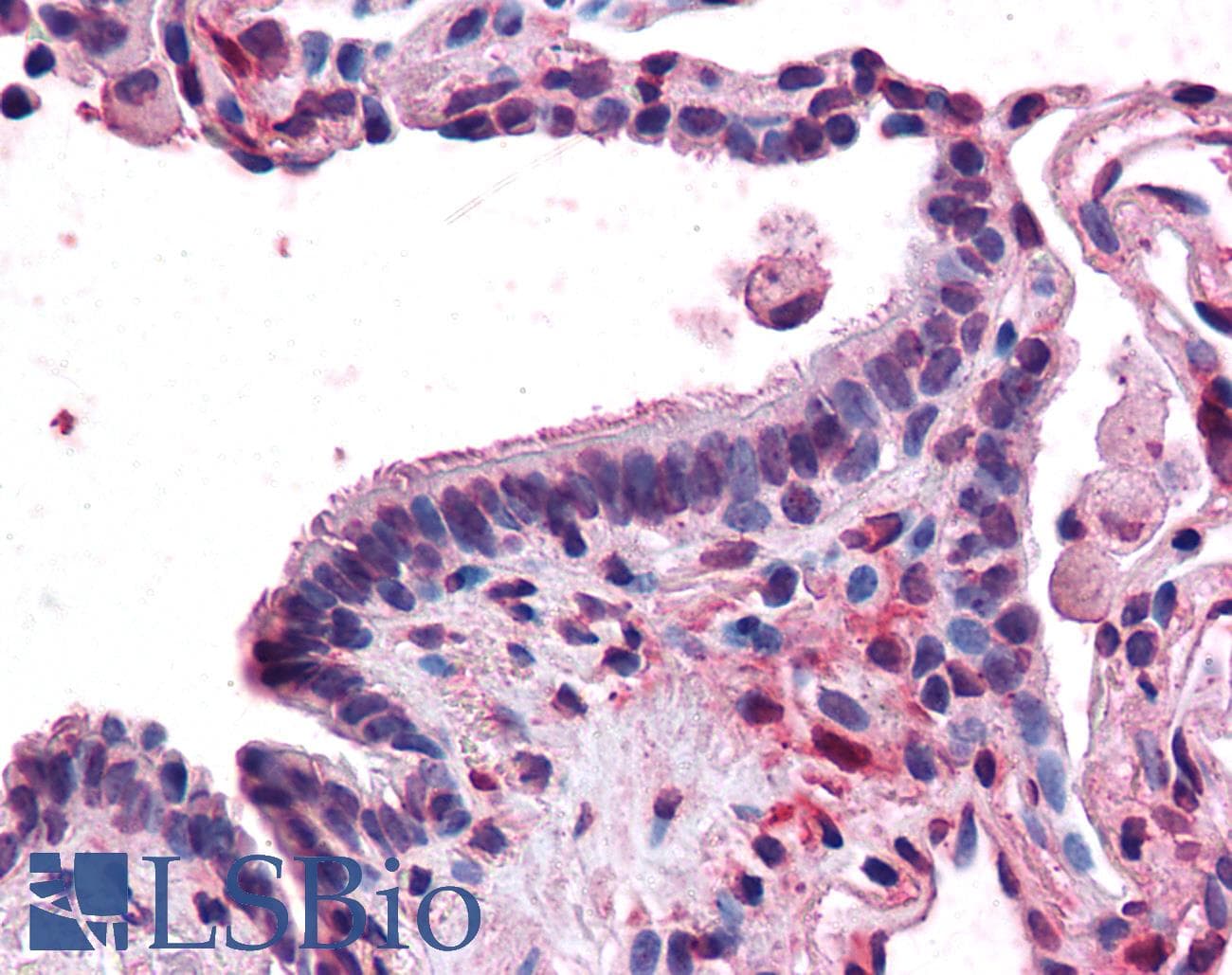 IHC-plus™ Polyclonal Rabbit anti-Human MFI2 / p97 Antibody (N-Terminus, IHC)
