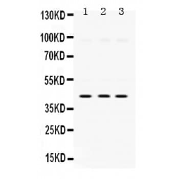 Polyclonal Rabbit anti-Human MAPK13 / p38delta Antibody (aa332-365, IHC, WB)