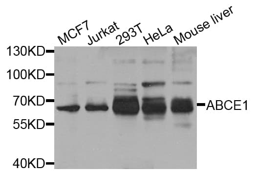 ABCE1 Antibody