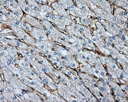 LIPG / Endothelial Lipase Antibody (clone OTI4C3)