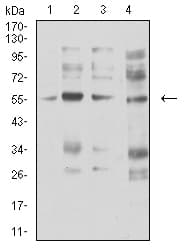 CHRNA5 Antibody (clone 8F11G8)