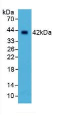 SELL / L-Selectin / CD62L Antibody (aa109-346)