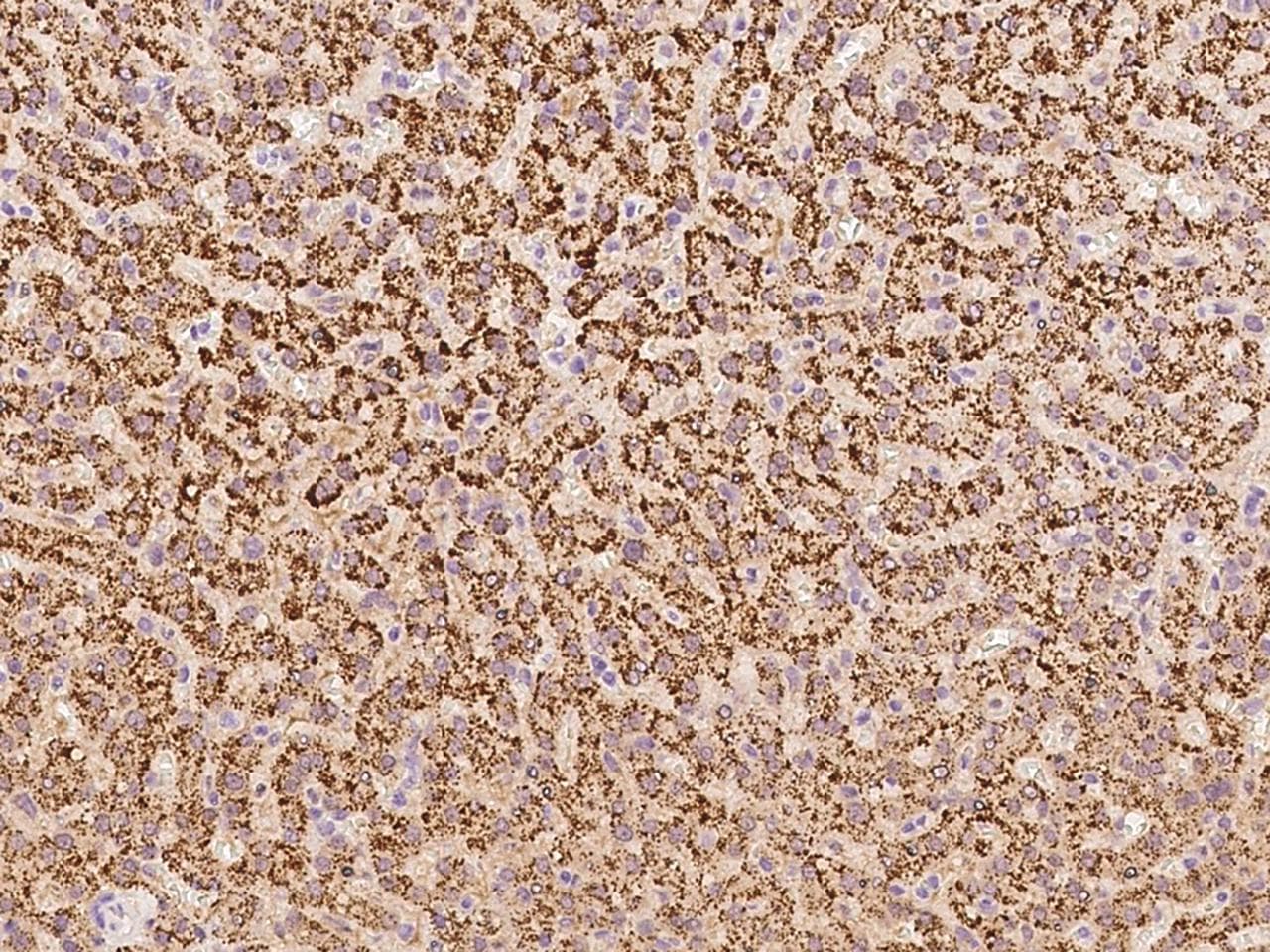 WRB Antibody