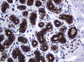 HSPD1 / HSP60 Antibody (clone OTI4E4, Carrier-free)